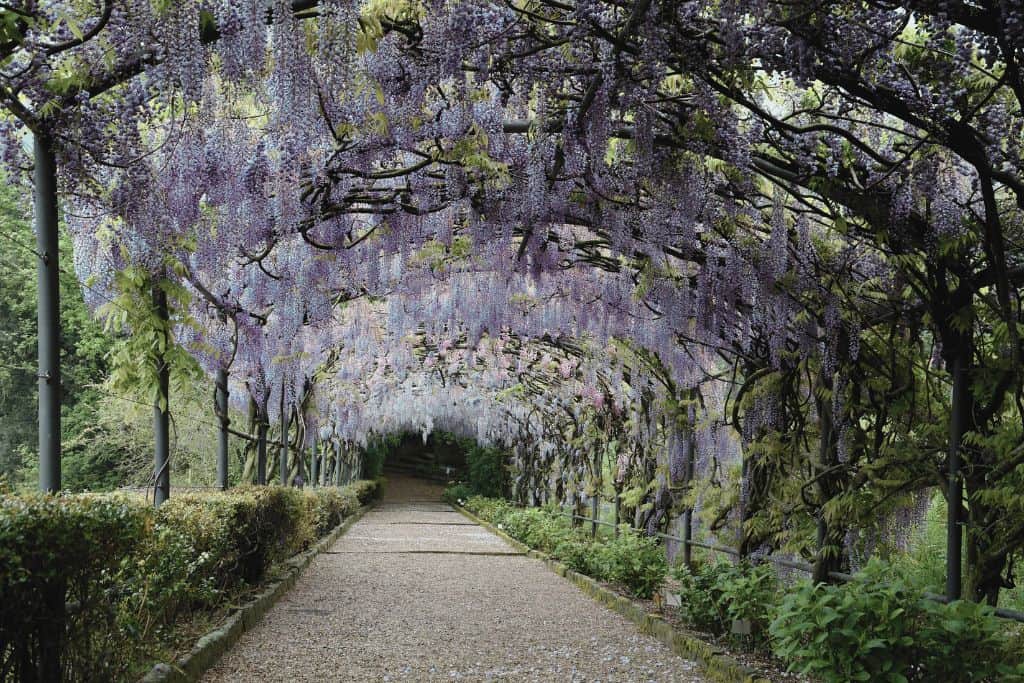 the wisteria tunnel in bardini gardens